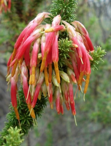 Erica coccinea subsp. coccinea flowers
